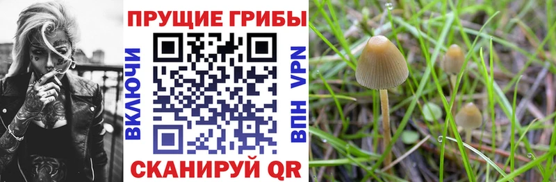 Галлюциногенные грибы MAGIC MUSHROOMS  купить наркотики сайты  Верещагино 
